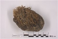 藏品(地錢科 )的圖片